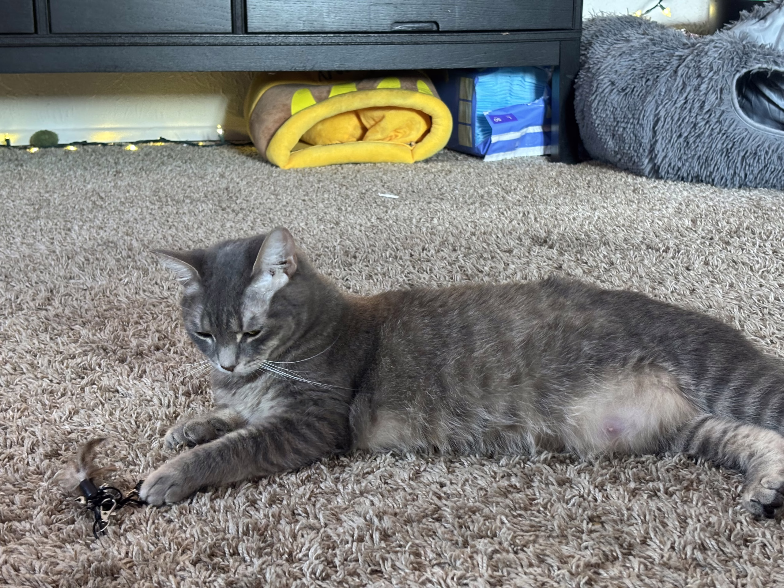 Nancy’s Revival to home